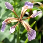 Iris fétide