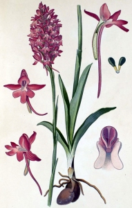 Orchis pyramidal (Anacampis pyramidalis L.)