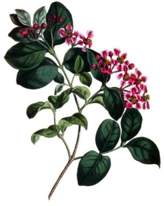 Acérola (Malpighia emarginata)