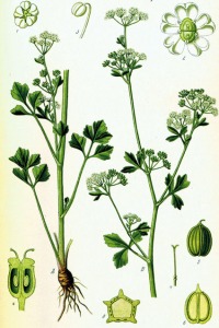 Ache (Apium graveolens)