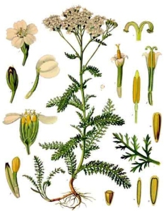 Achillée Millefeuille (Achillea millefolium L.)