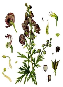 Aconit napel - (Aconitum nappelus)
