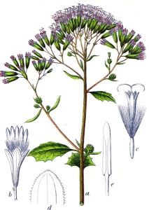 Adénostyle à feuilles d'alliaire - (Adenostyles alliariae)