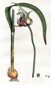 Ail (Allium sativum L.)