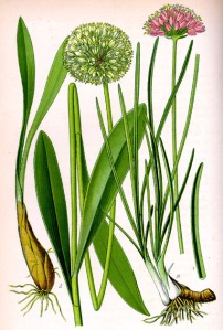 Ail des cerfs - (Allium victorialis)