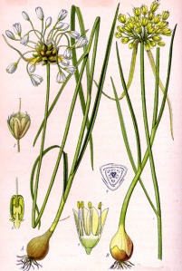 Ail des champs (Allium oleraceum L.)