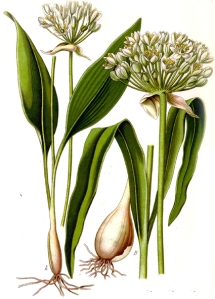 Ail des ours (Allium Ursinum)