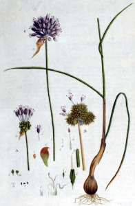 Ail des vignes (Allium vineale L.)