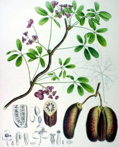 Akebia (Akebia quinata)