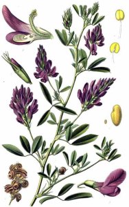 Alfalfa (Medicago sativa L.)