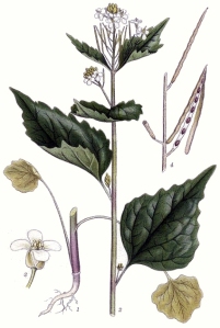 Alliaire officinale (Alliaria Petiolata)