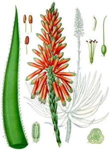 Aloe Vera (Aloès)