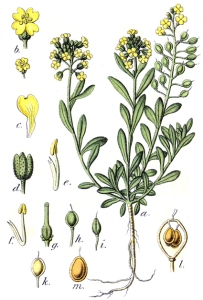 Alysson (Alyssum macrocarpum)