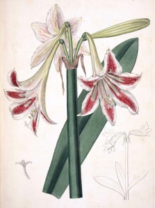 Amaryllis (Hippeastrum sp)