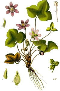 Anémone hépatique (Hepatica nobilis)
