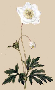 Anémone sauvage - (Anemone sylvestris)