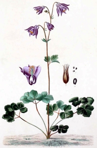 Ancolie (Aquilegia vulgaris)