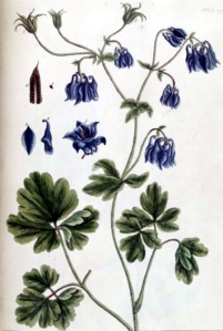 Ancolie commune - (Aquilegia vulgaris)