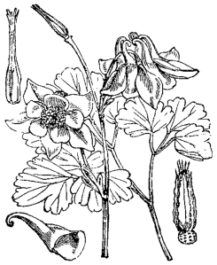 Ancolie commune (Aquilegia vulgaris)