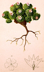 Androsace helvétique (Androsace helvetica L.)