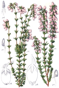 Bruyère cendrée (Erica cinerea L.)
