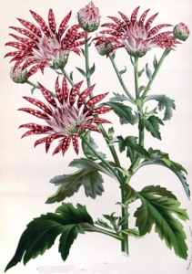 Chrysanthellum (Chrysanthellum indicum)