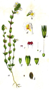 Euphraise des bois (Euphrasia nemorosa)