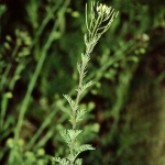 Descurainia sophia - Besenrauke-1
