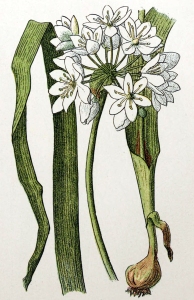 Ail blanc (Allium neapolitanum)