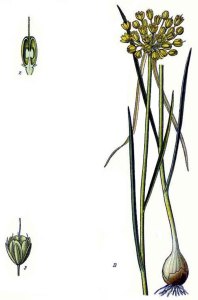 Ail jaune (Allium flavum)