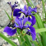 iris-versicolore