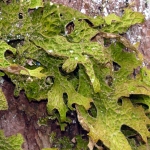 lichens-pulmonaire