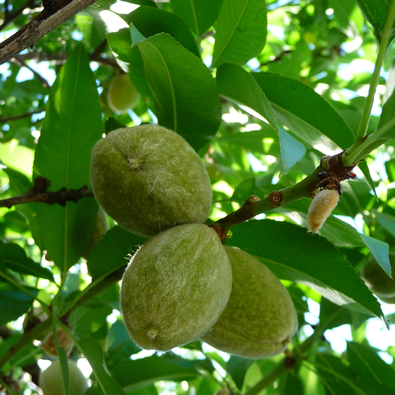Плоды миндаля на дереве. Миндаль Никитский. Миндаль обыкновенный (Amygdalus communis). Миндаль орех дерево. Миндаль Никитский дерево.