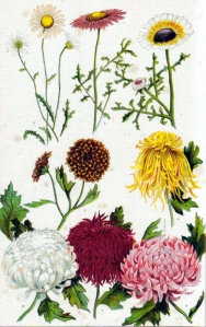 chrysantheme-chrysanthemum-morrifolium