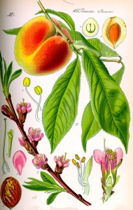 pecher-prunus-persica