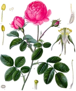 rosier-rosa-gallica